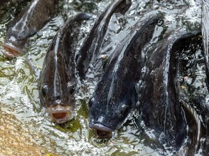 Heat-killed Lactobacillus improves growth and health in tilapia