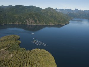 Canadian liberals commit to end salmon net pen