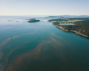 Algal Bloom_