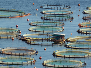 Aquafeed-com Homepage Image - Generic - Aquaculture
