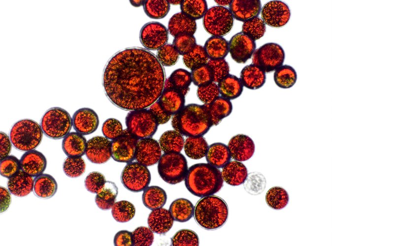 Astaxanthin_shutterstock_2268054051