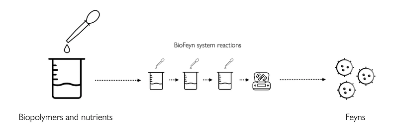BioFeyn