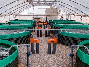 Biofloc Tanks, Fish N Feeds farm, Ghana