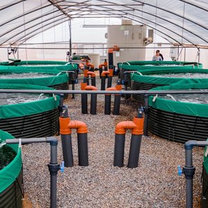 Biofloc Tanks, Fish N Feeds farm, Ghana