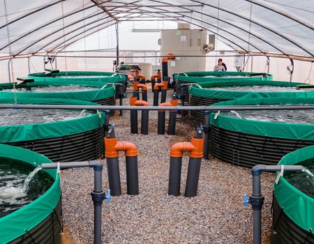 Biofloc Tanks, Fish N Feeds farm, Ghana