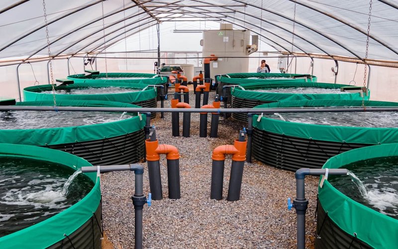 Biofloc Tanks, Fish N Feeds farm, Ghana