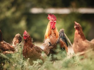 Cage free (1)