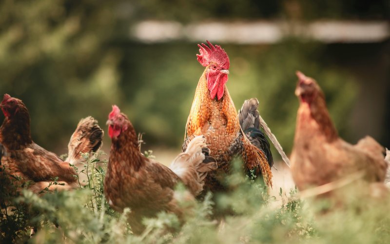 Cage free (1)
