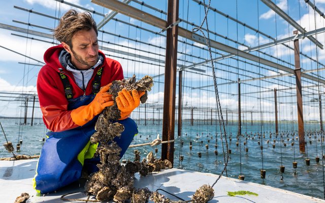 Chapter 6 - Aquaculture farmer inspecting oysters in the Thau Lagoon, France _©Médithau