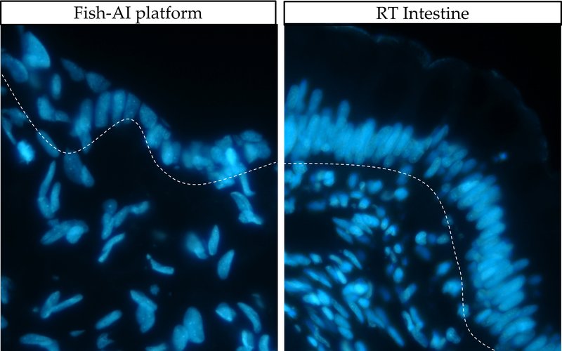 Figure 2 cell disposition in vivo and in vitro