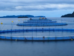 Grieg Seafood Newfoundland