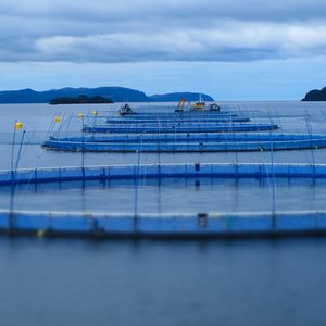 Grieg Seafood Newfoundland