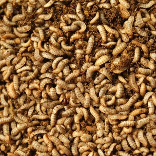 Insects_shutterstock_2296952293