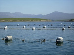 EAS puts the emphasis on shellfish research