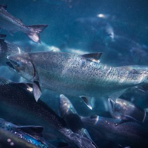 King salmon