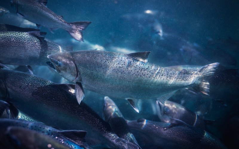 King salmon