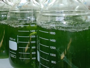Lab grown green algaeshutterstock_739111852 copy
