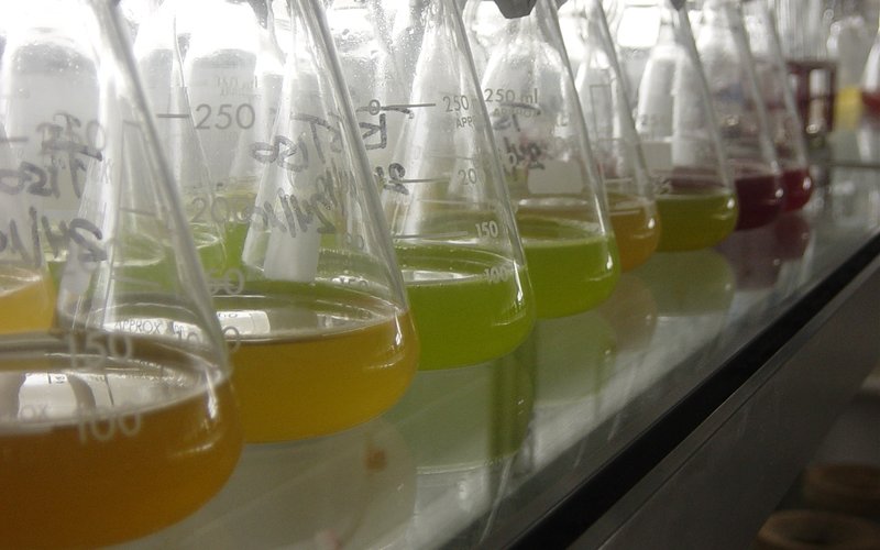 Microalga2