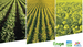 Multicrop-Market-Report