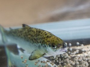 Nofima