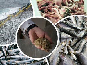 OptiBoost-Aquafeed.com