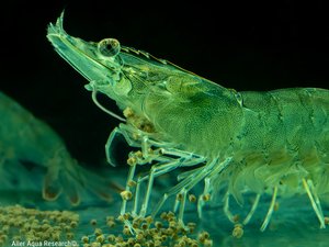Optimal nutrition for exceptional RAS shrimp farming_Aller Aqua Press Release