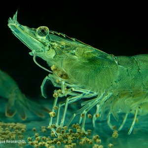 Optimal nutrition for exceptional RAS shrimp farming_Aller Aqua Press Release