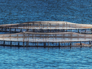 Pep4Fish project invests in the sustainability and circularity of fish feed