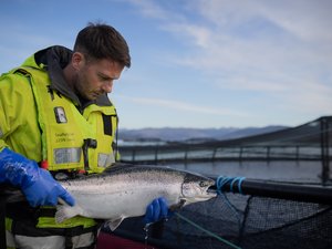 Salmon Scotland fish health and welfare 2