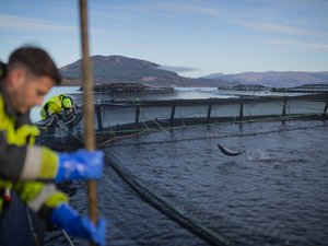 Salmon Scotland fish health and welfare 4