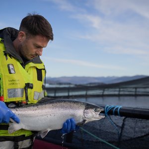 Salmon Scotland fish health and welfare 2