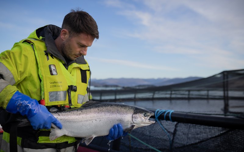 Salmon Scotland fish health and welfare 2
