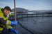 Salmon Scotland fish health and welfare 4