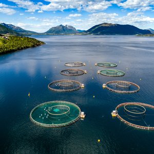 Salmon_shutterstock_736765279