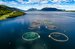 Salmon_shutterstock_736765279