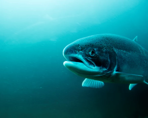 Screenshot 2025-04-29 at 19-10-29 atlantic-salmon-istockphoto.jpg (Imagen WEBP 730 × 487 píxeles)