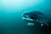 Screenshot 2025-04-29 at 19-10-29 atlantic-salmon-istockphoto.jpg (Imagen WEBP 730 × 487 píxeles)