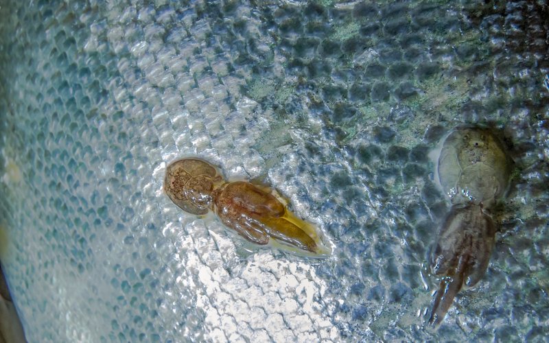 Sea lice_shutterstock_1681092532