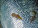 Sea lice_shutterstock_1681092532