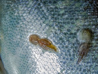 Sea lice_shutterstock_1681092532