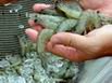 Research Attains New Heights in Shrimp Production