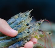 Shrimp_Shutterstock_726216955