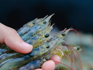 Shrimp_Shutterstock_726216955
