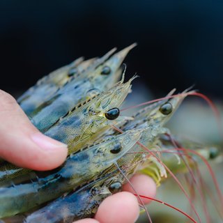 Shrimp_Shutterstock_726216955