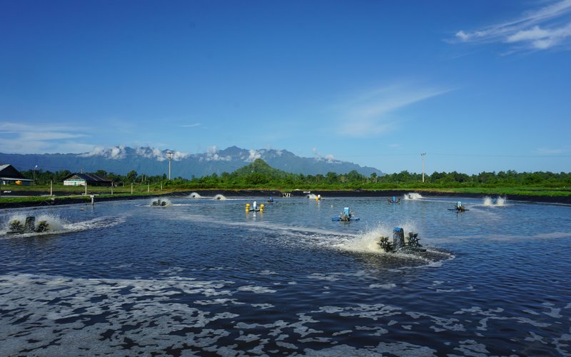 Shrimp farm