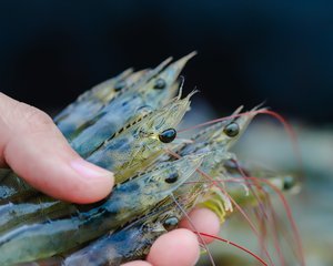 Shutterstock_726216955