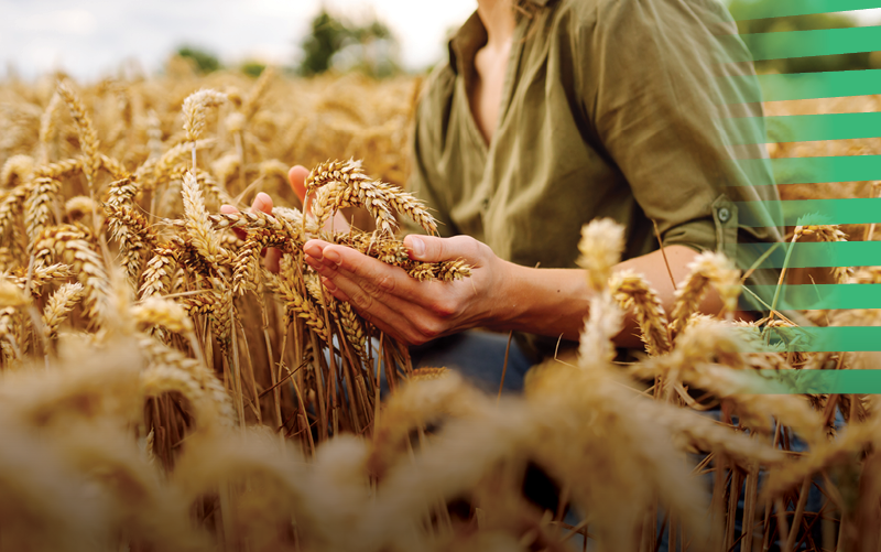 agri-vision-3_600x400px