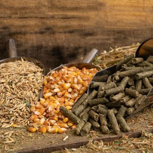 animal-feed-variety-with-oats-corn-and-pellets-2025-02-10-07-19-48-utc-1024x683