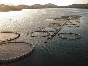 aquaculture-species