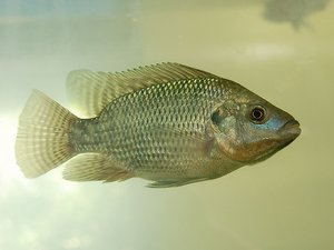 article